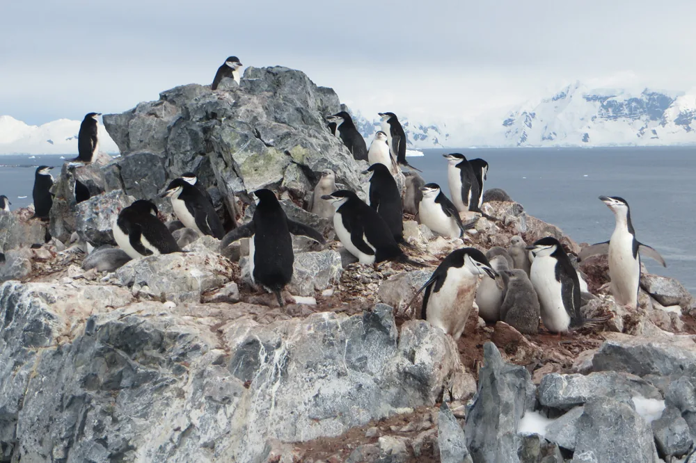 Part of a chinstrap colony on the rocky slopes of Orne Harbour, Wiencke Island