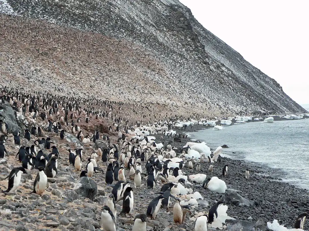 A large Adélie penguin colony at Paulet Island, in the Antarctic Sound