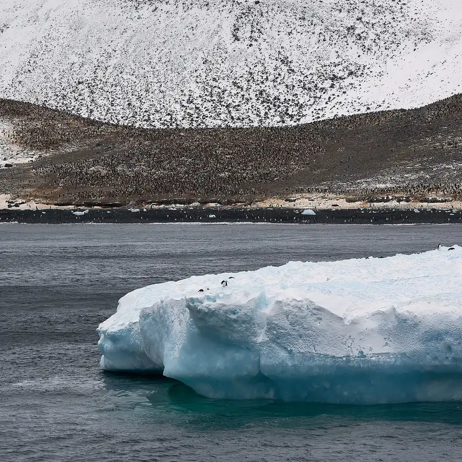 Adélie penguins in front of a grounded iceberg at Paulet Island