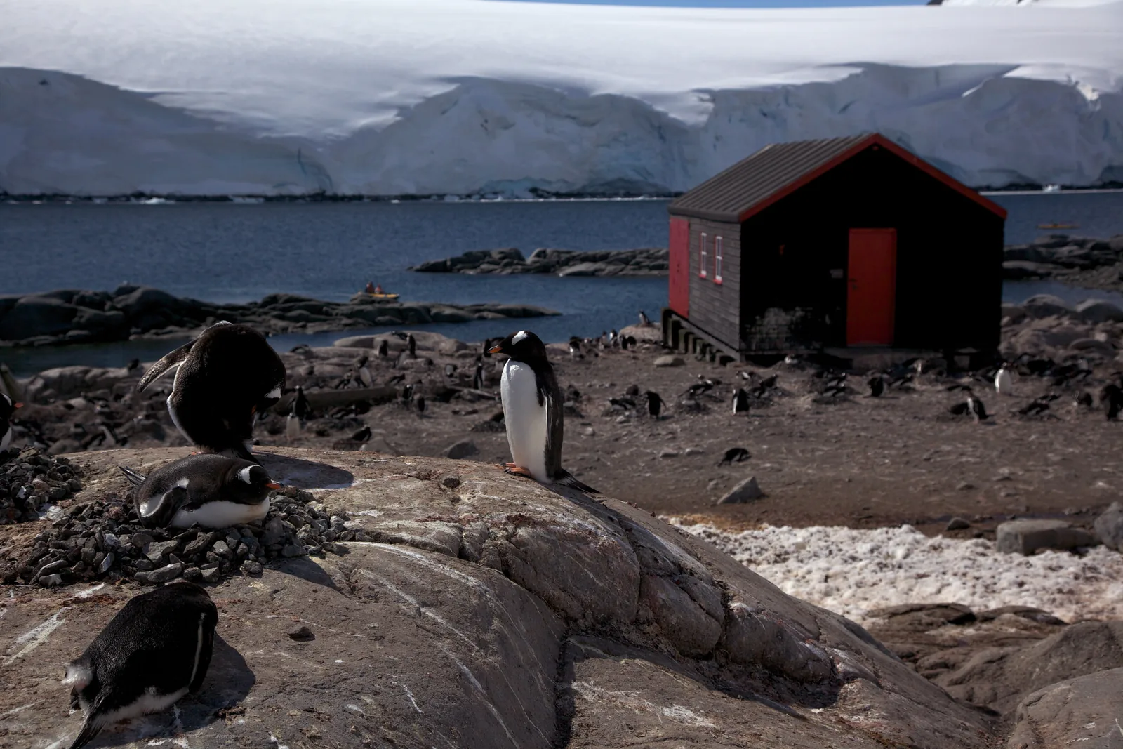 Port Lockroy: gentoo penguins nesting beside the restored British Base A hut on Goudier Island
