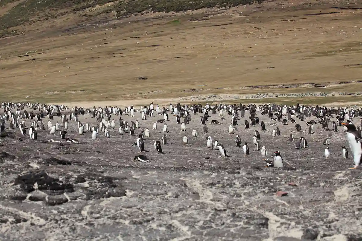 Gentoo penguin colony on Saunders Island