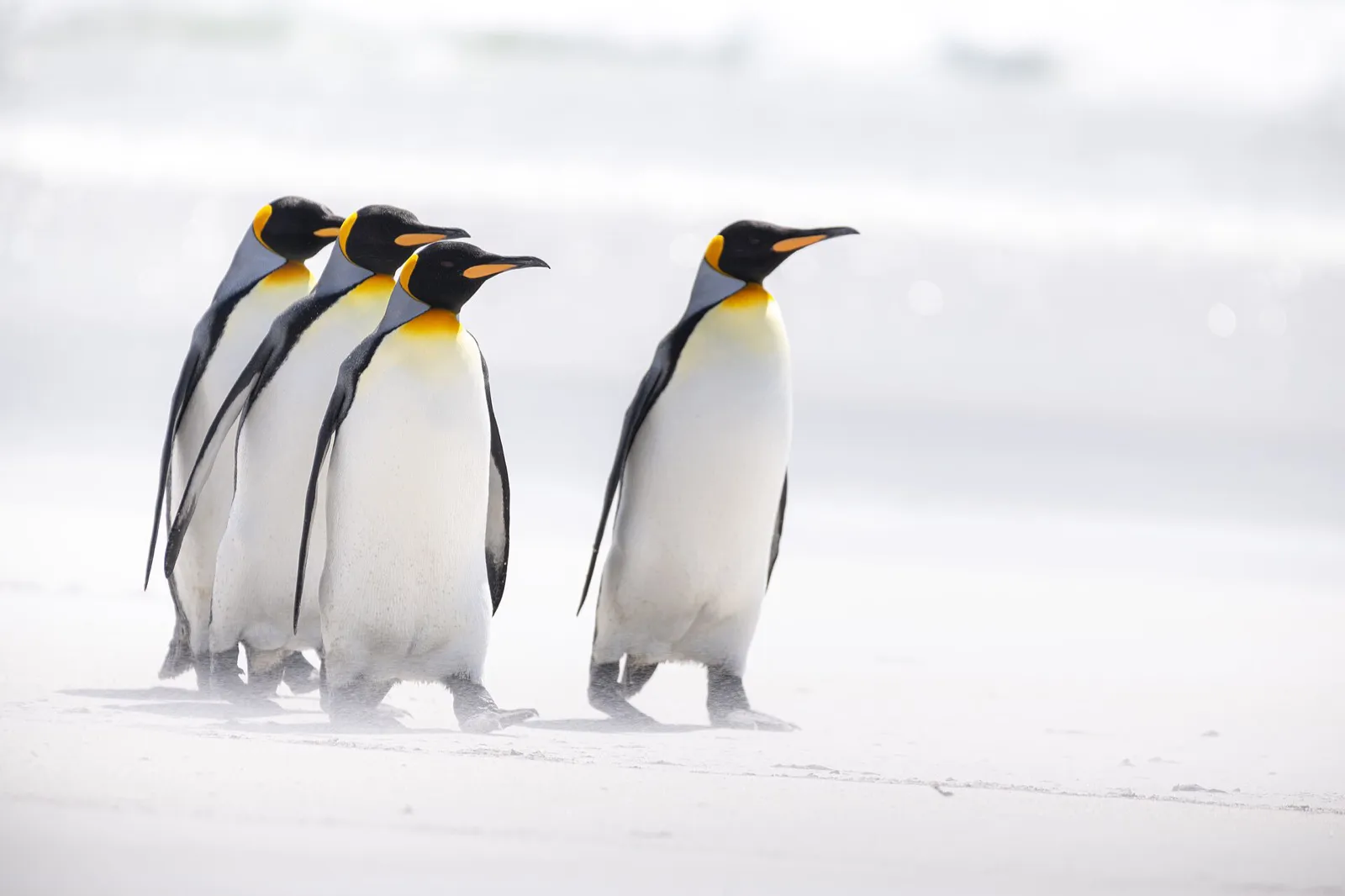 King penguins walking on the white sand beach at Volunteer Point