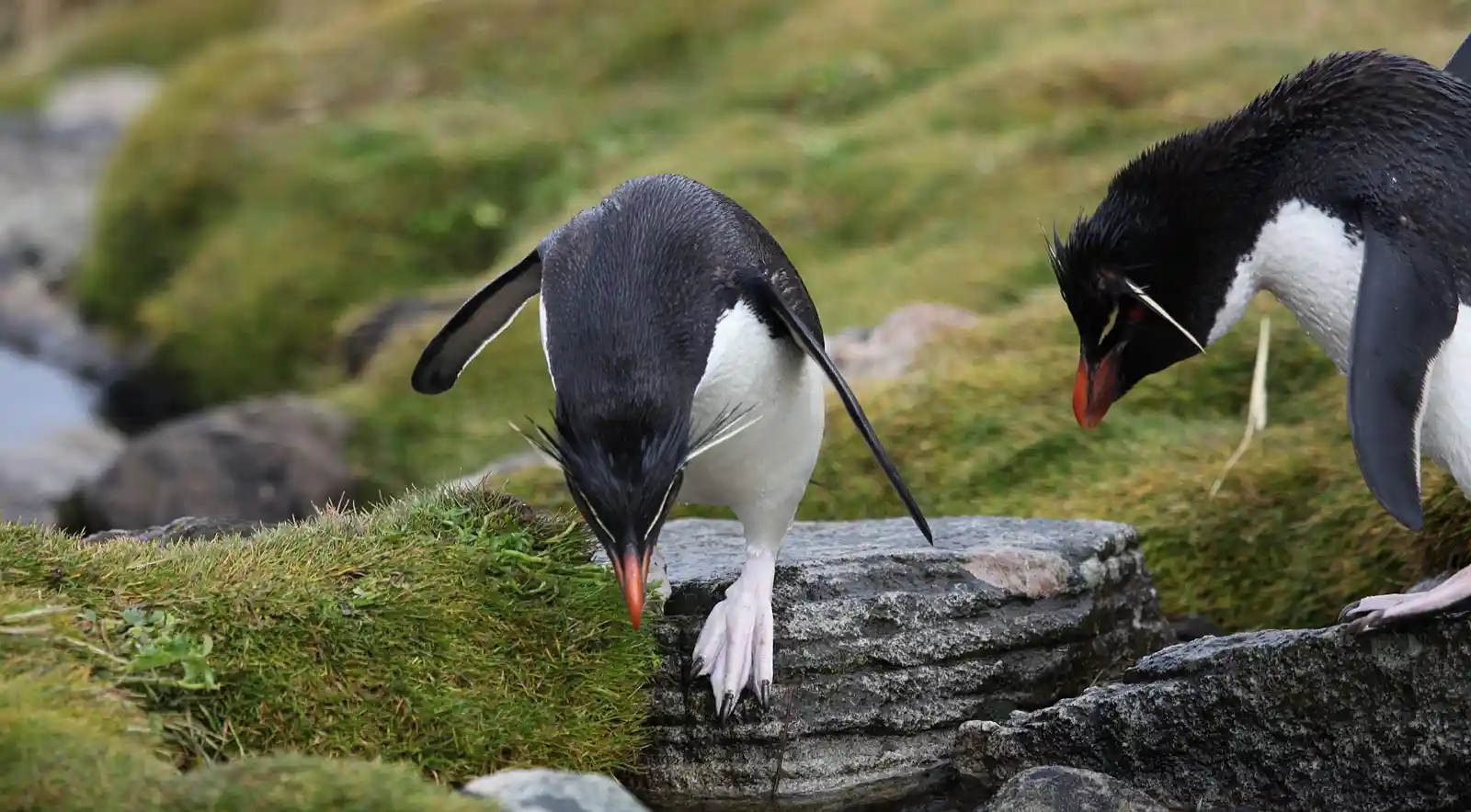 Rockhopper penguins on West Point Island