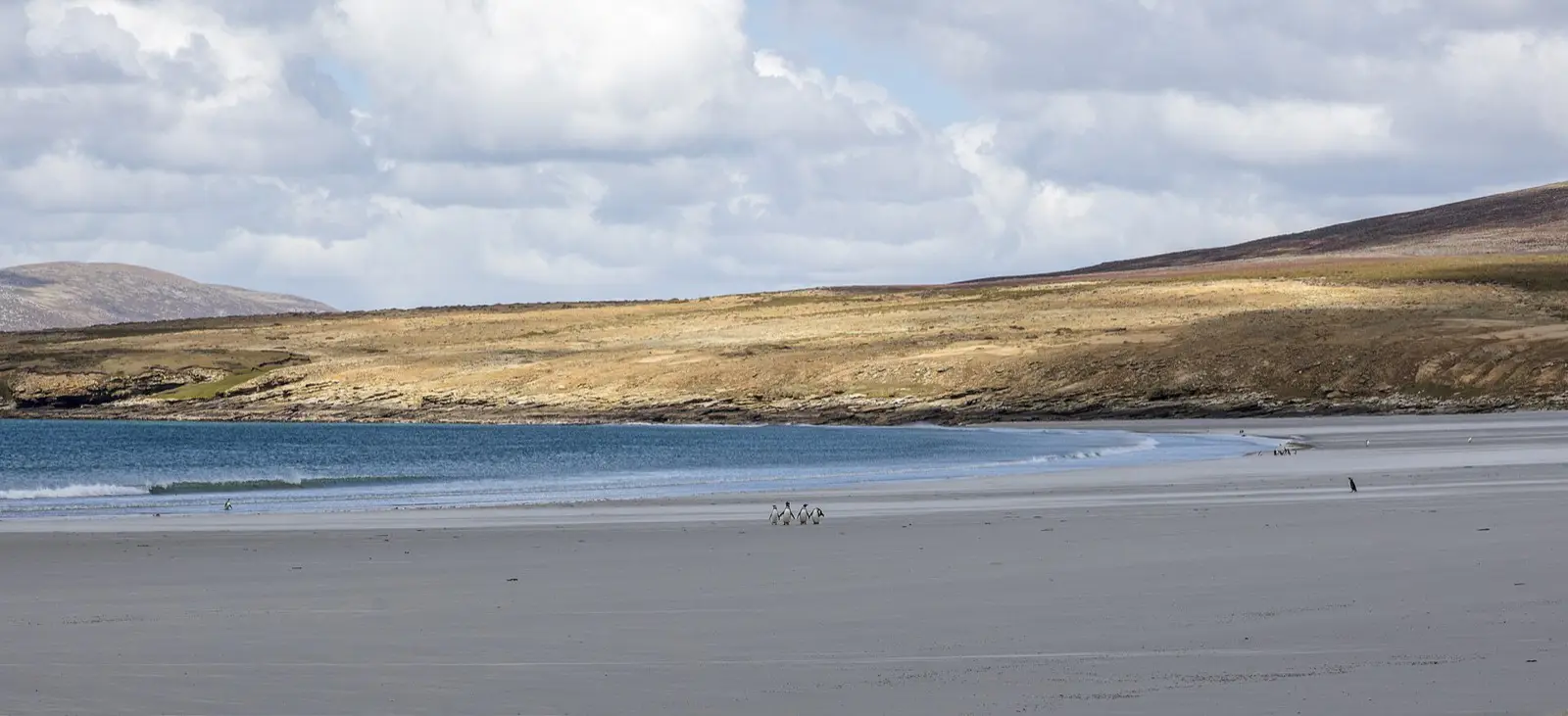 Magellanic penguins on a sandy cove, Saunders Island