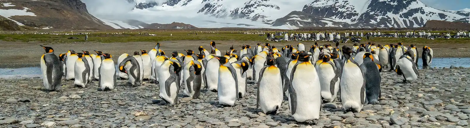Planície de seixos glaciais em Salisbury Plain, com alguns pinguins