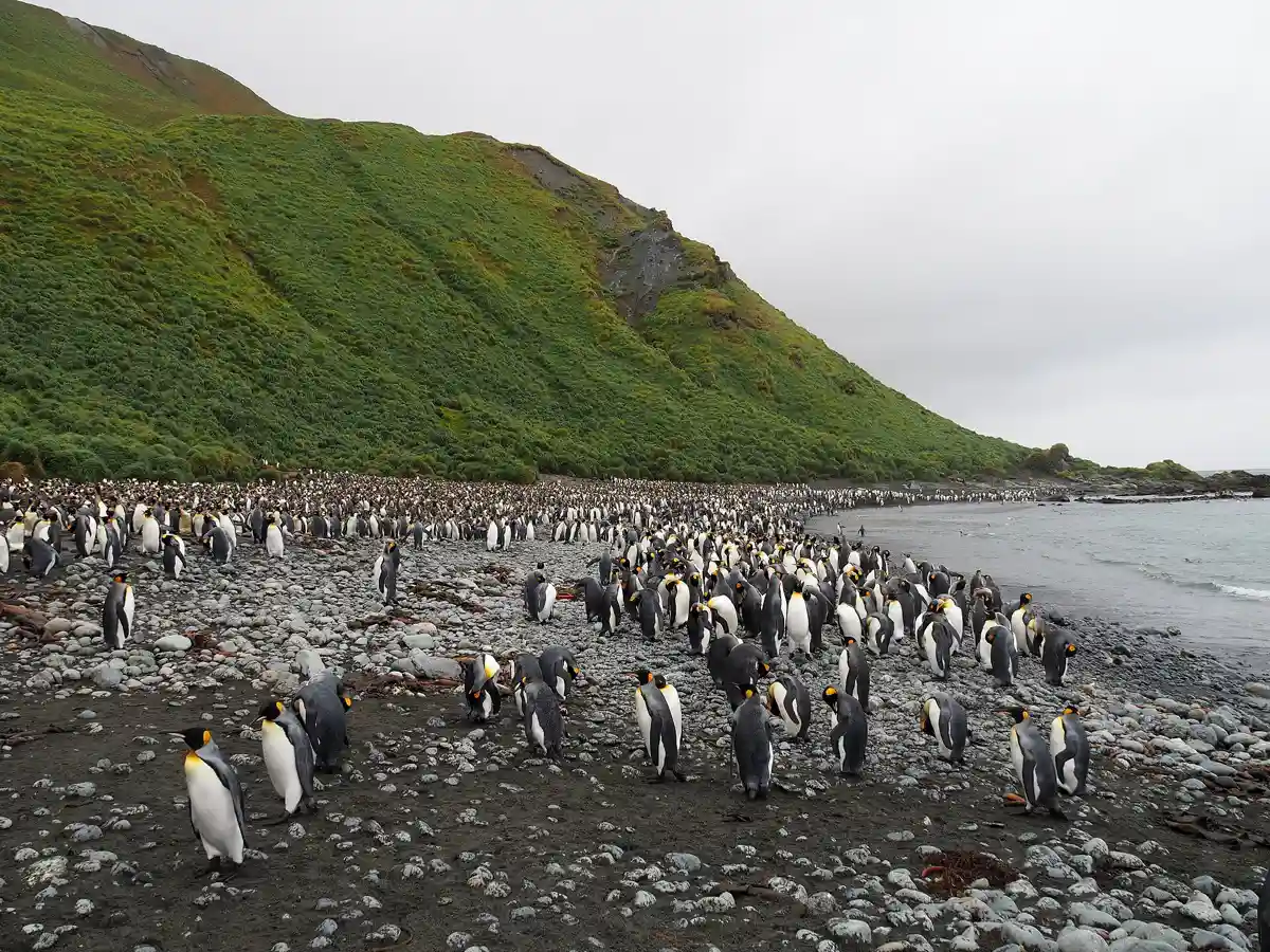 King penguin colony at Sandy Bay