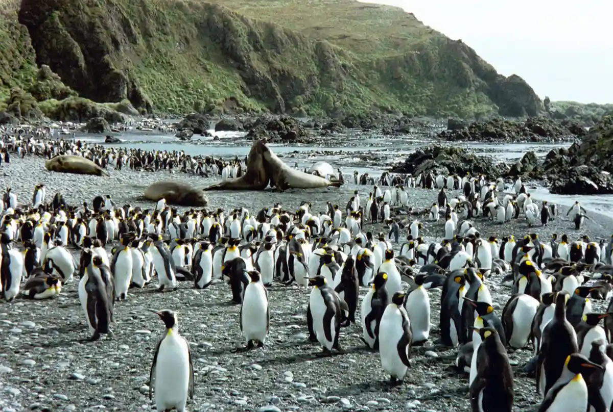 East coast beach with king penguins and elephant seals