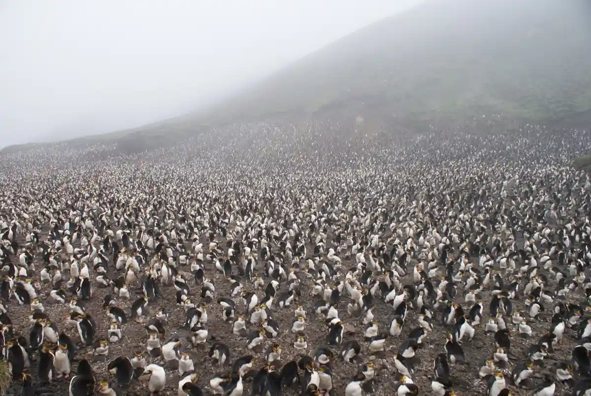 A vast royal penguin colony on a misty Macquarie Island hillside