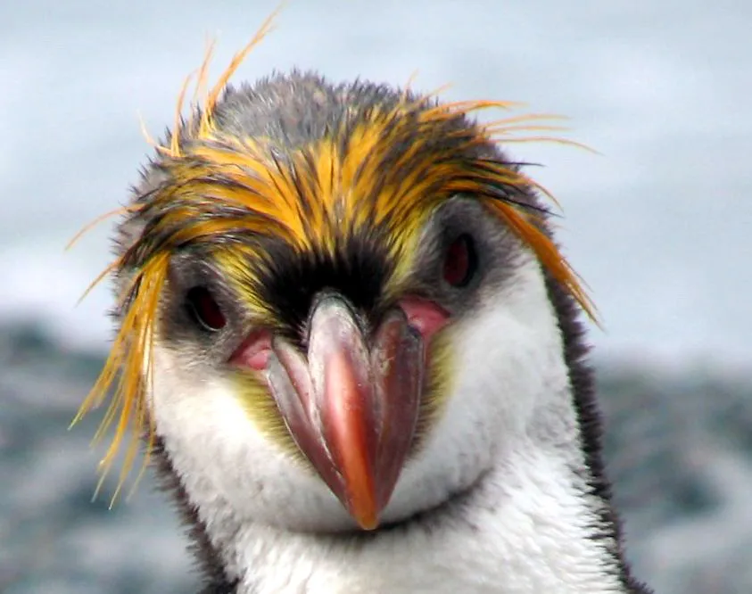 Close-up portrait of a royal penguin