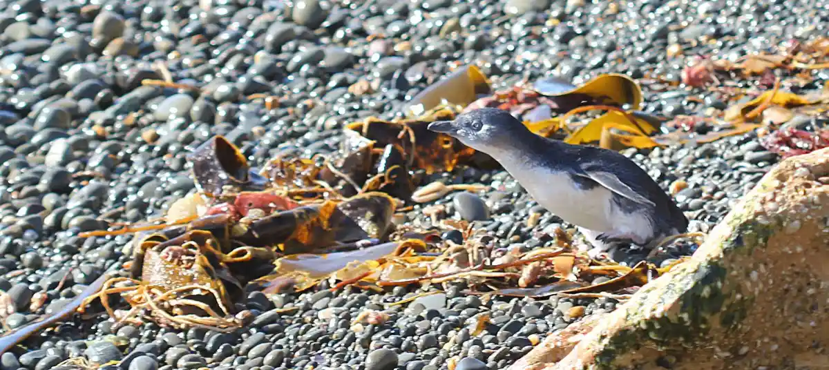 Little blue penguin on a beach near Oamaru