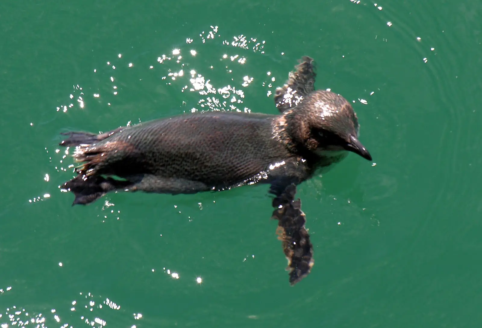Wild little penguin swimming