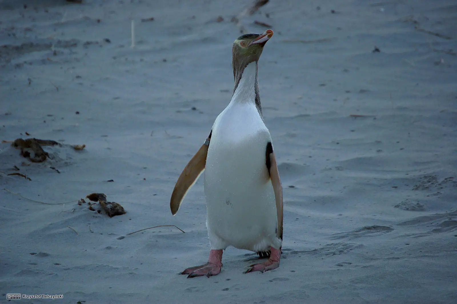 Yellow-eyed penguin standing on a beach at dusk