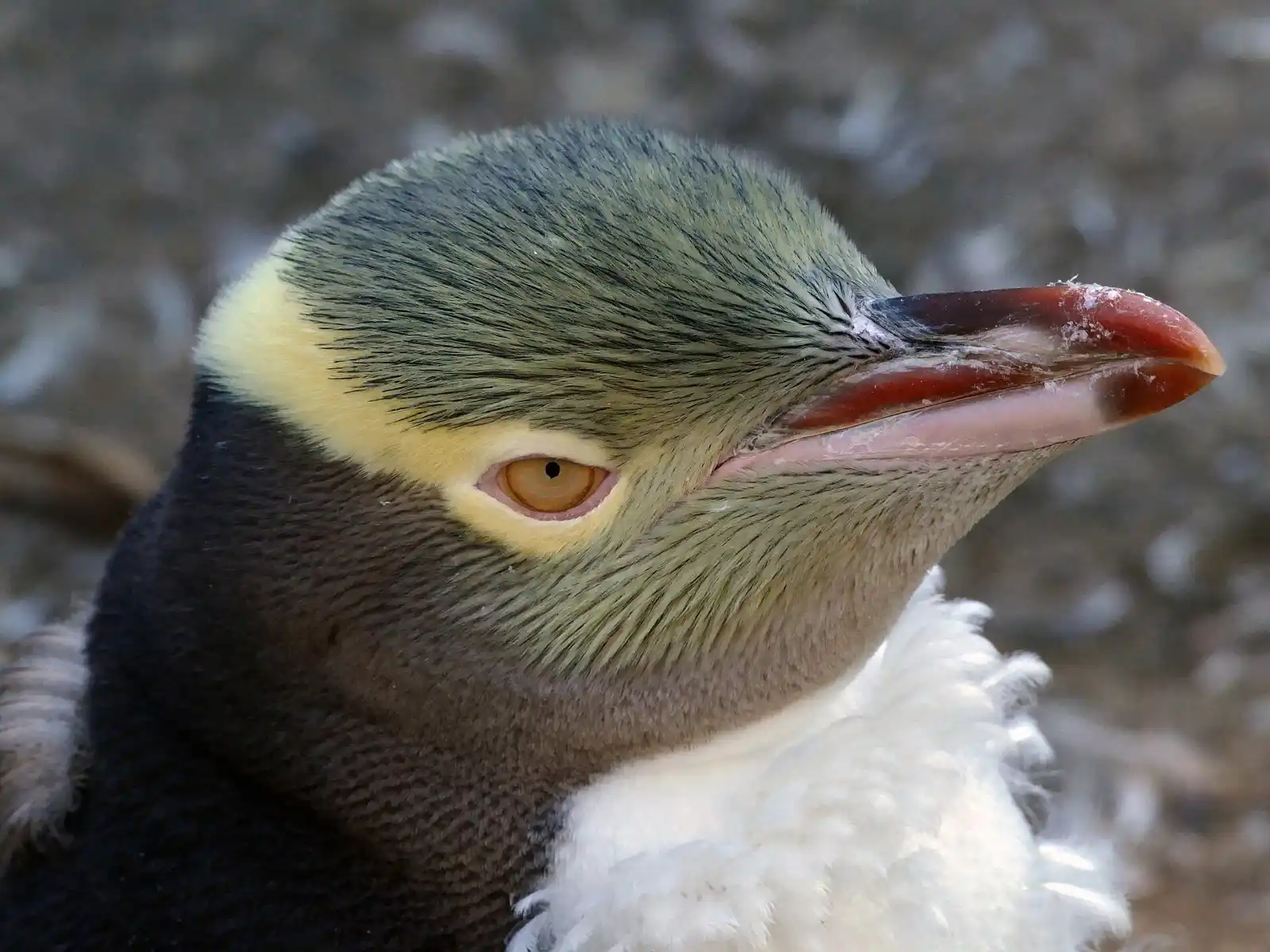 Yellow-eyed penguin portrait