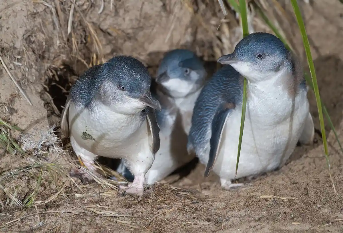Little penguin family at their burrow