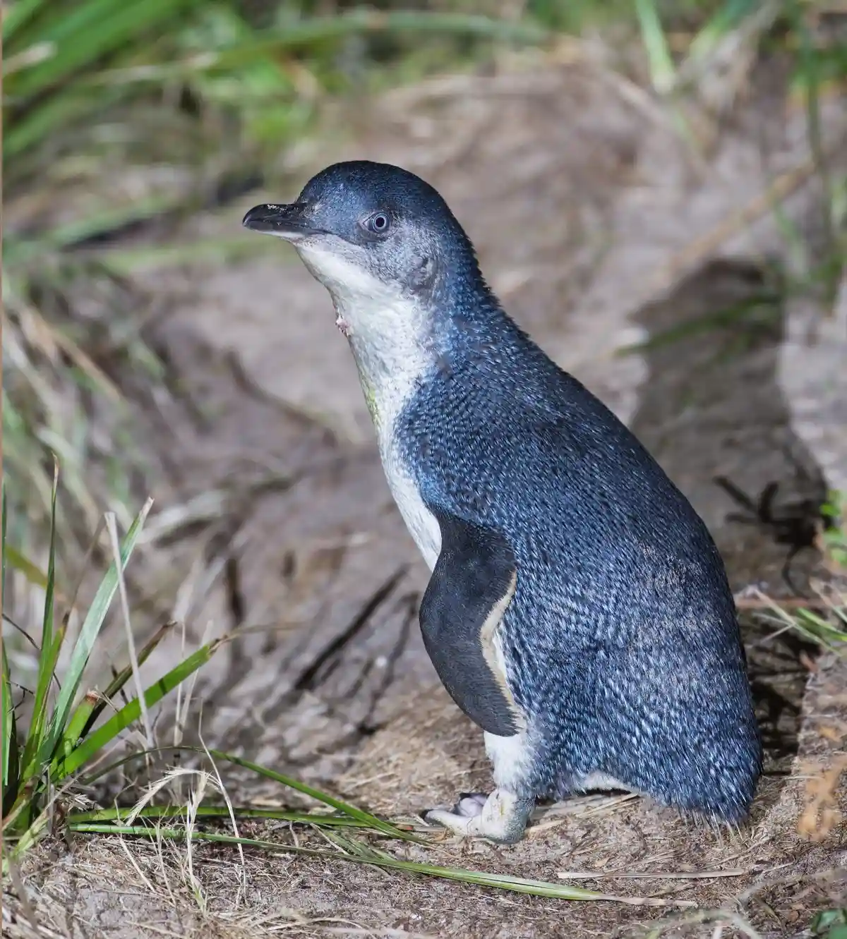 Little penguin portrait