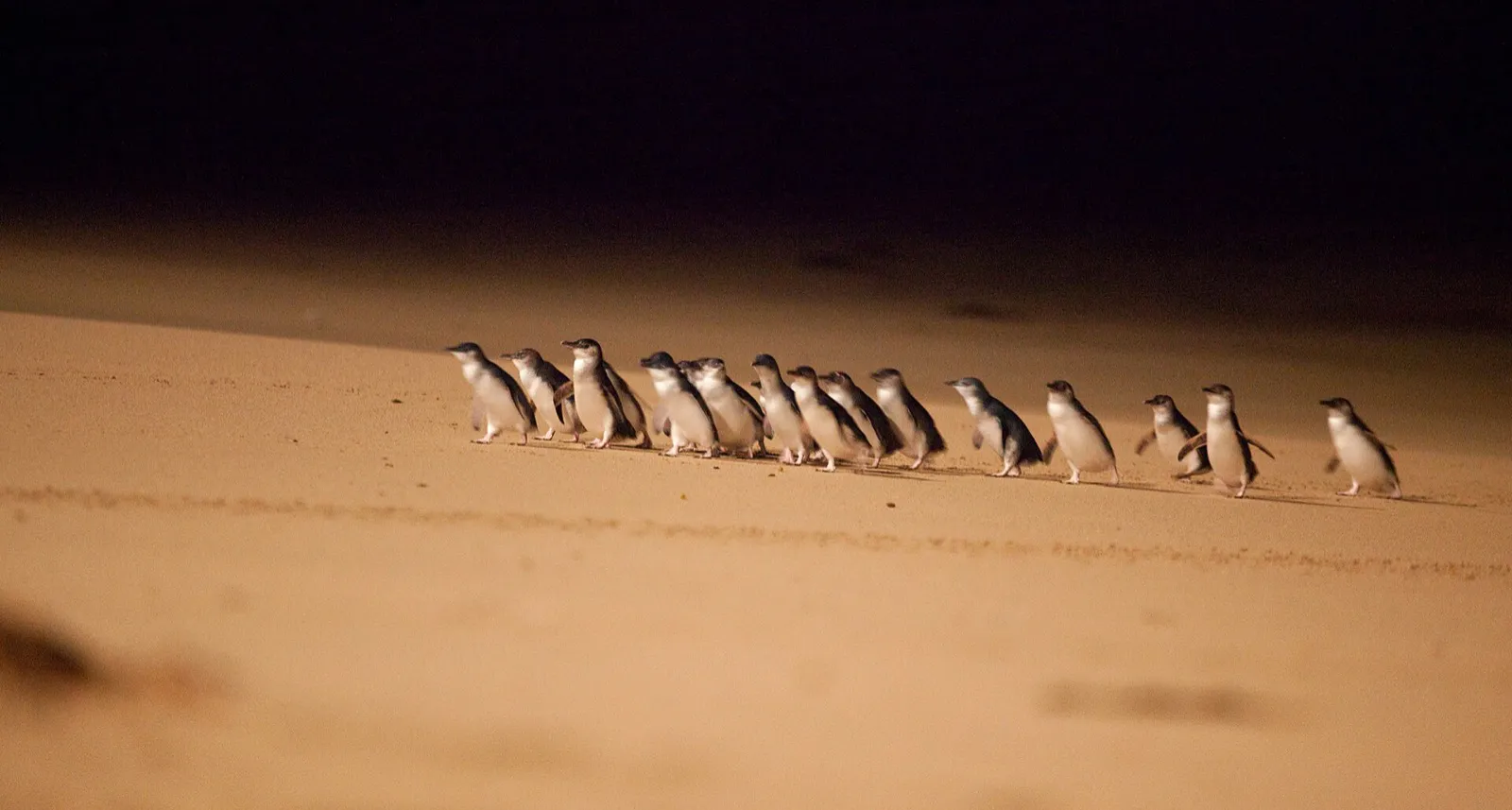 Little penguins crossing the beach at dusk