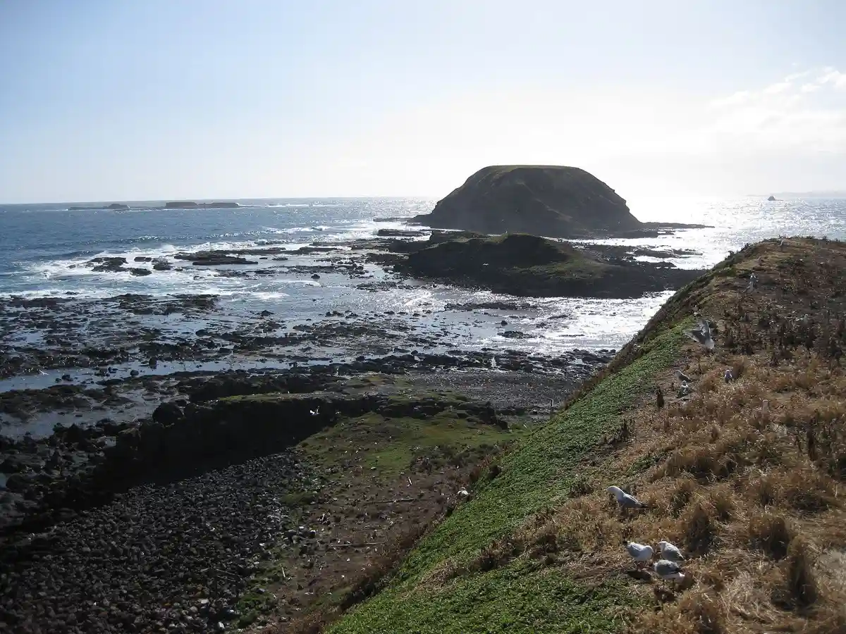 The Nobbies coastline, Phillip Island