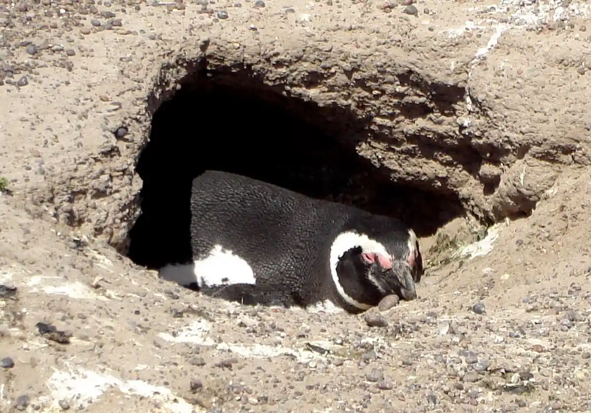 Magellanic penguin in its burrow at Punta Tombo