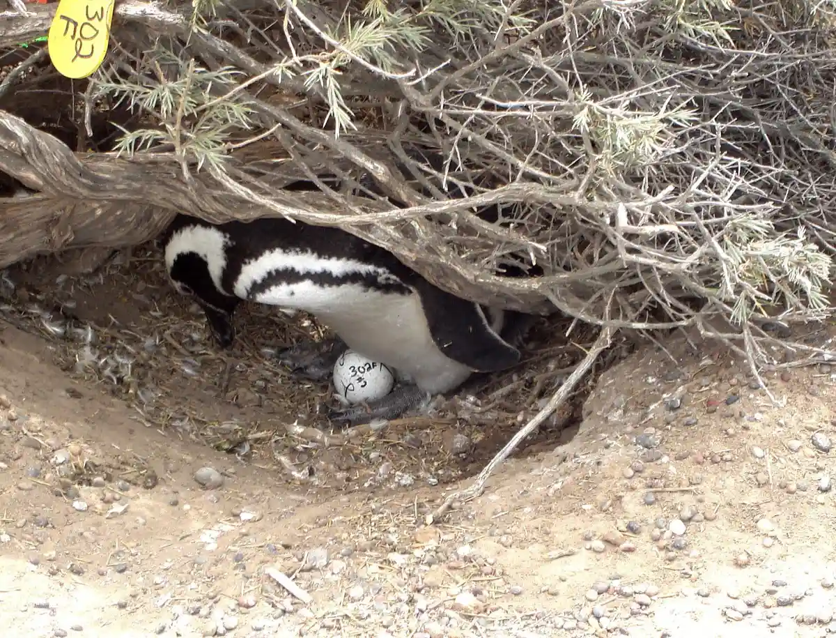Magellanic penguin incubating an egg under a bush