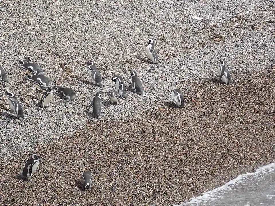 Magellanic penguins on the beach at Punta Tombo