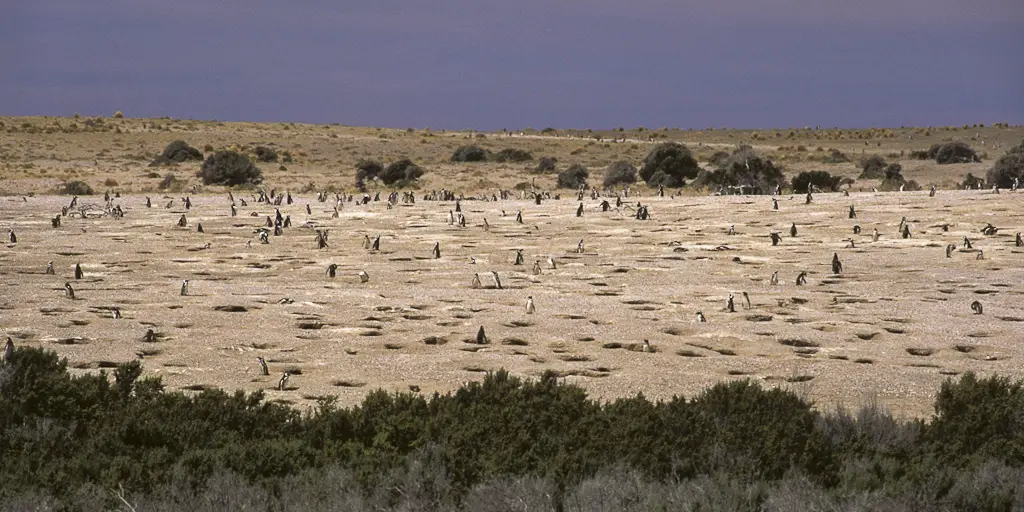 Magellanic penguin colony on the Patagonian steppe at Punta Tombo