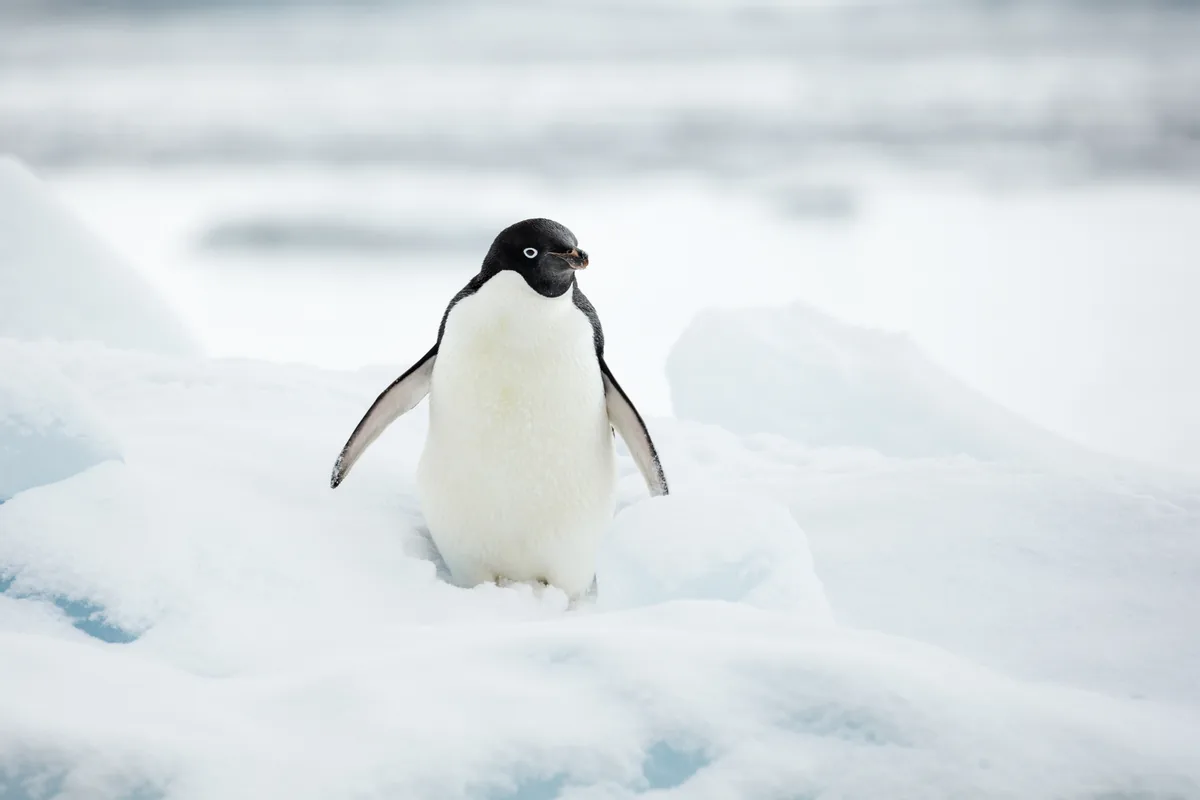 An Adélie penguin on the sea ice — the same species that fills the Cape Adare rookery in their hundreds of thousands