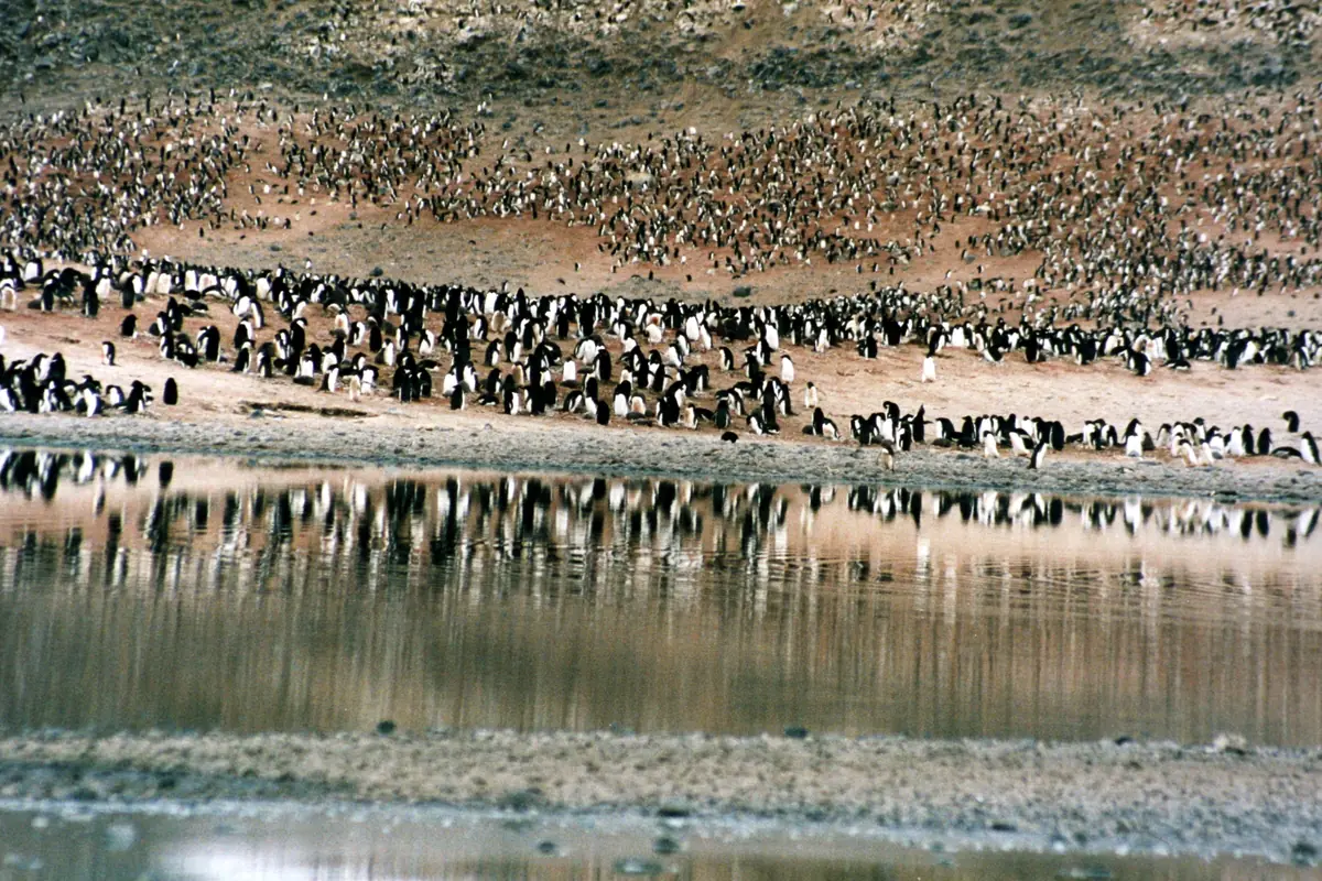 A dense Adélie penguin rookery on the cobble spit at Cape Adare