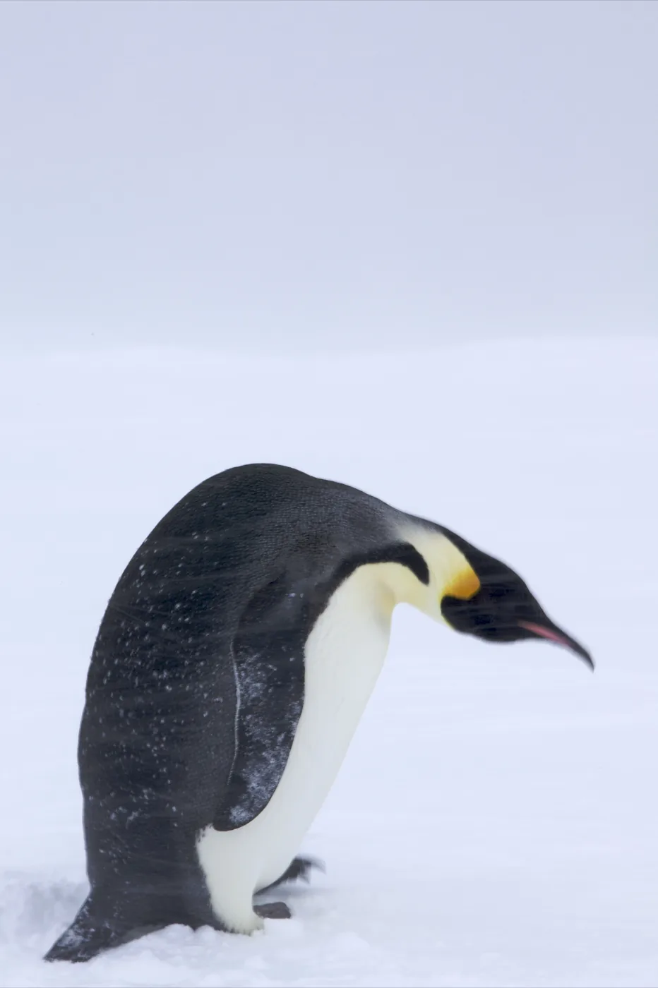 An emperor penguin standing in a blowing blizzard, head tucked against the wind