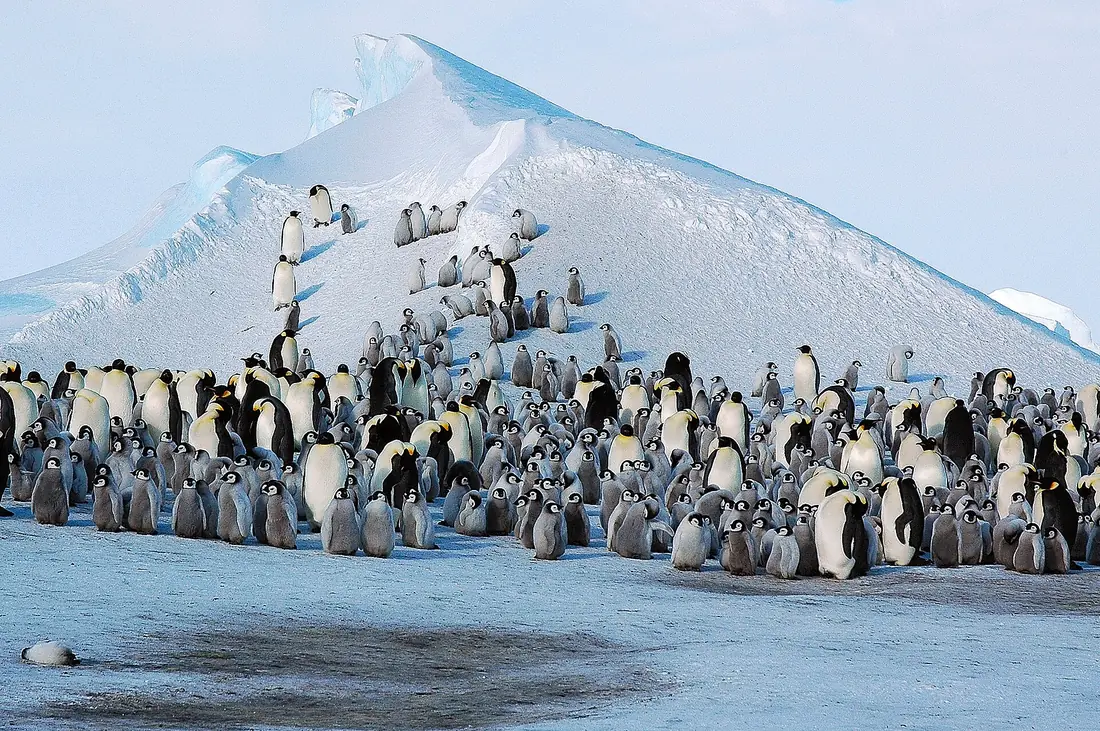 Emperor penguin colony on Snow Hill Island, with adults and chicks on sea ice and snow-covered slopes behind