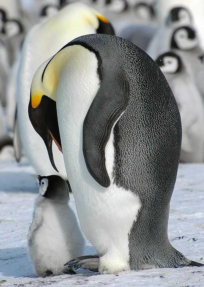An adult emperor penguin with a small grey chick on its feet, photographed on Snow Hill Island in 2007