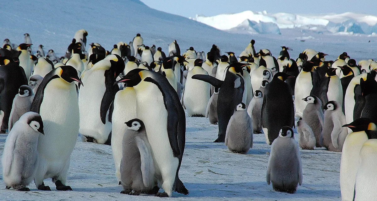 A dense emperor penguin colony on Snow Hill Island sea ice, with adults, chicks and tabular icebergs in the background