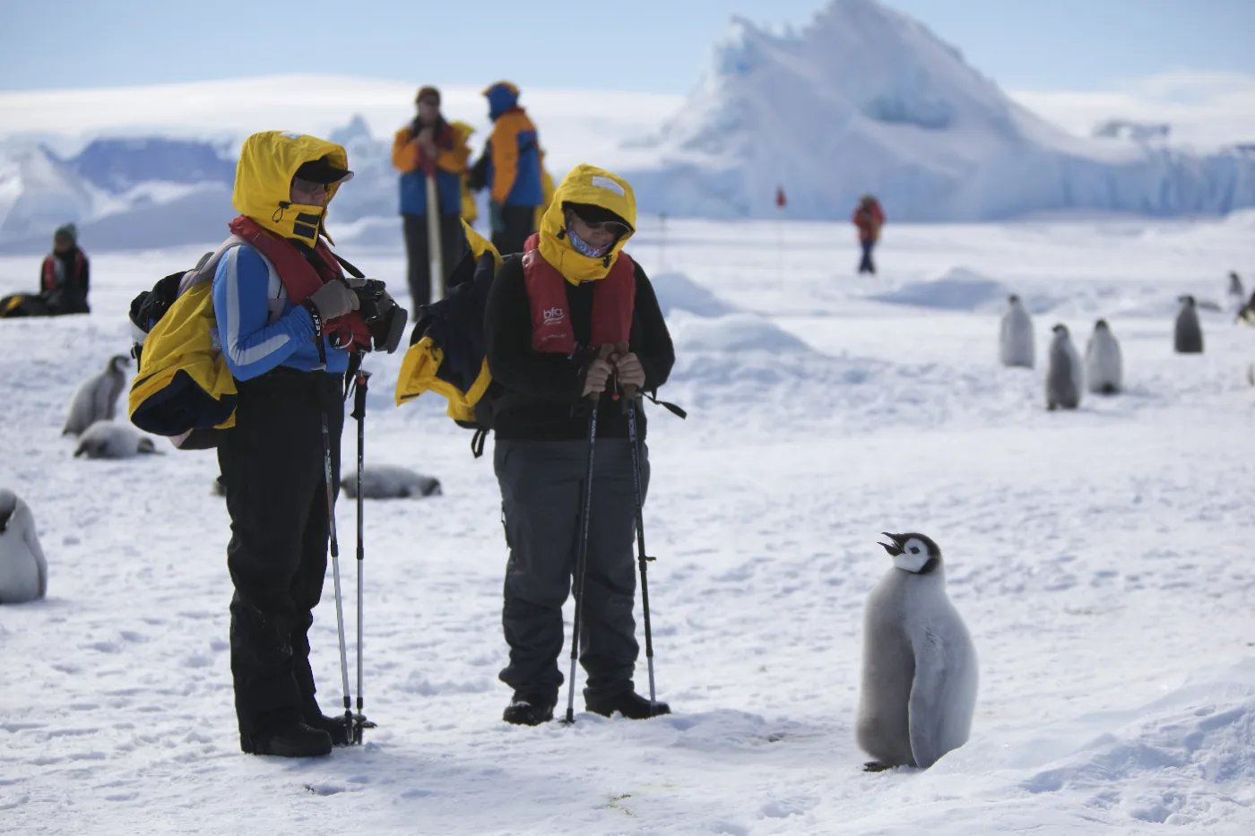 A juvenile emperor penguin on Snow Hill Island, approached by visitors at the IAATO-regulated viewing distance
