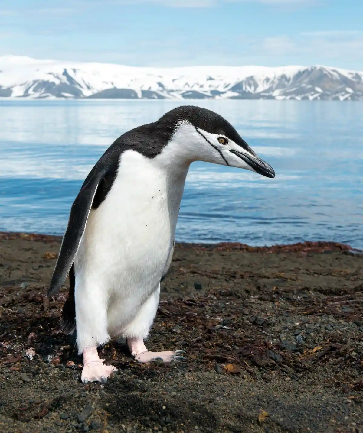 Chinstrap penguin (species reference)