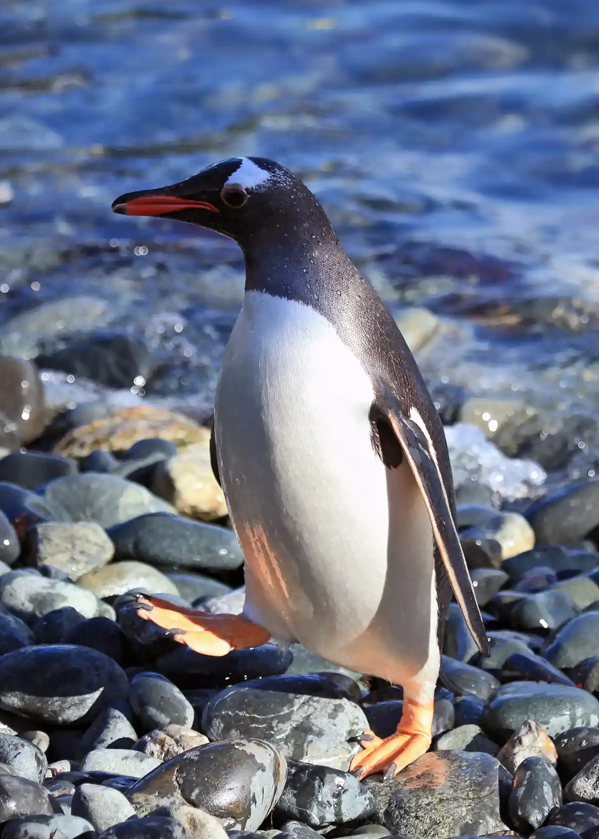 Gentoo penguin at Cooper Bay