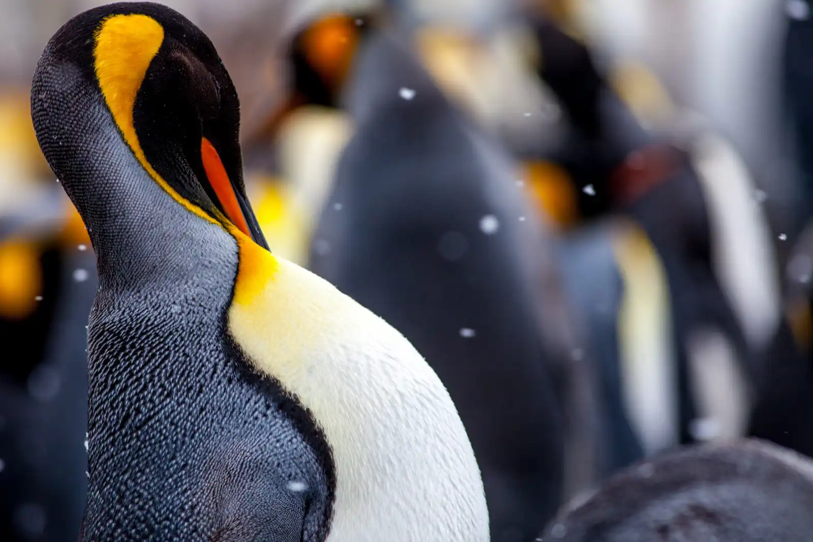 King penguin portrait, Gold Harbour