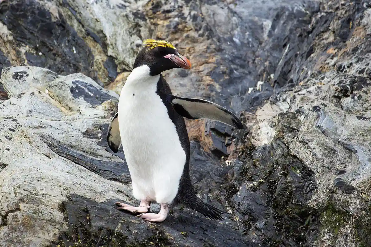 Macaroni penguin at Cooper Bay
