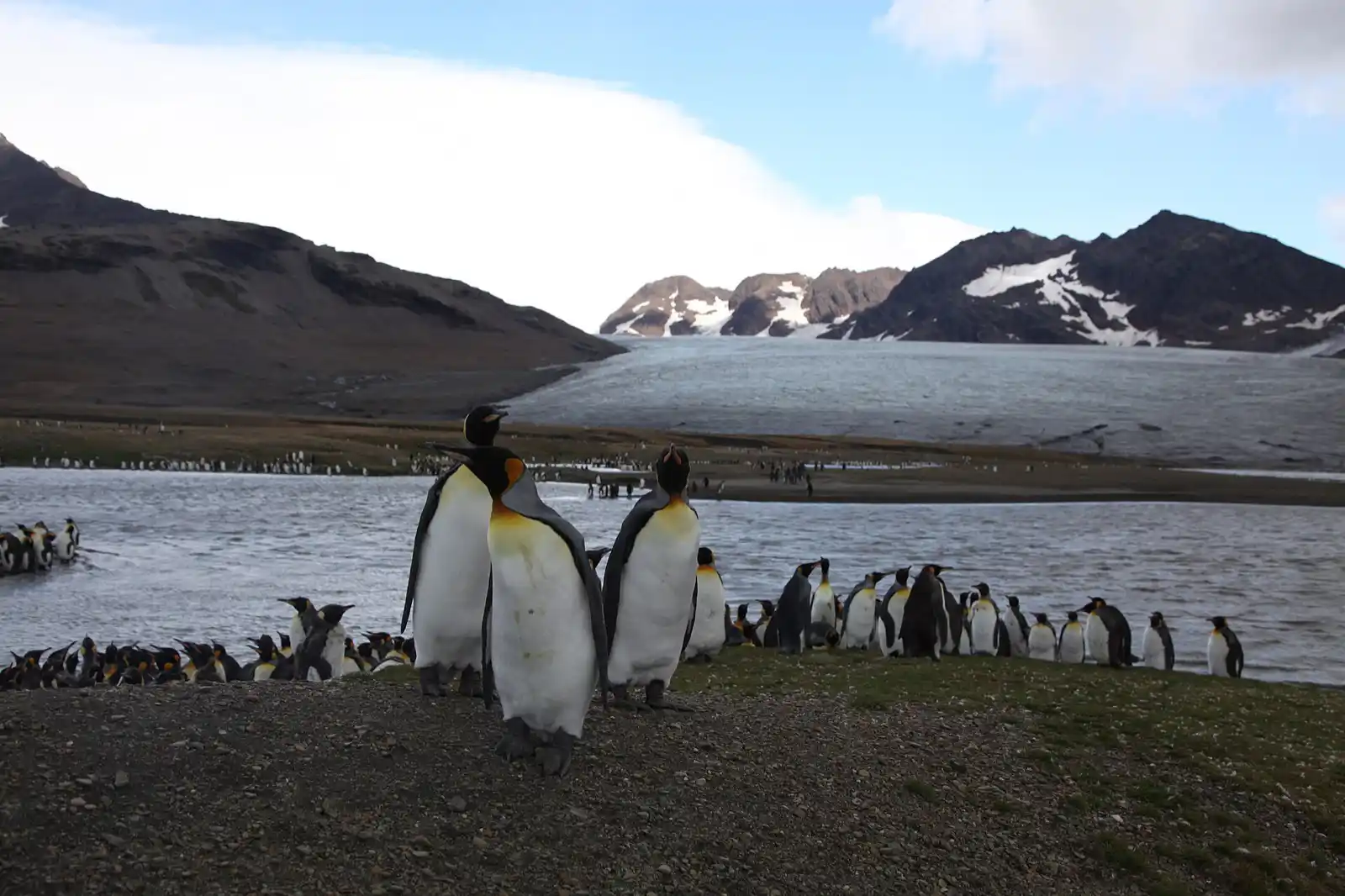 Where to See Penguins logo