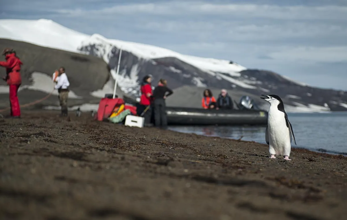 Chinstrap penguin on the black-sand beach, Deception Island