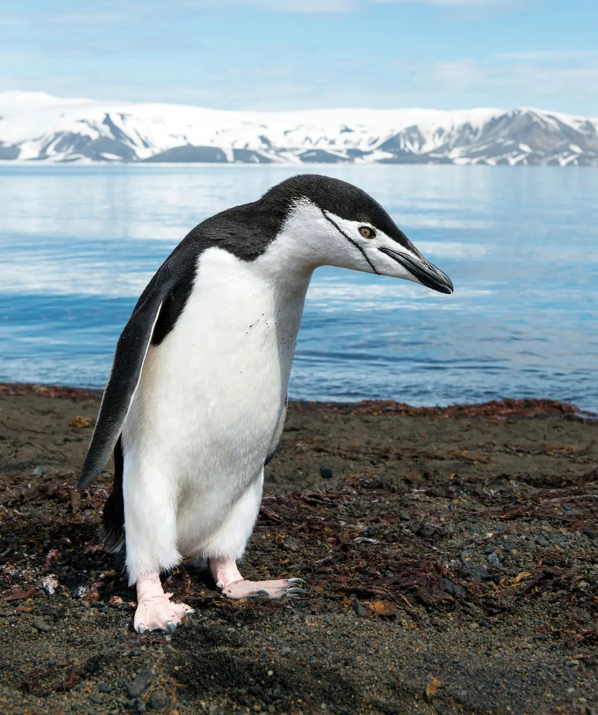 Chinstrap penguin on Deception Island