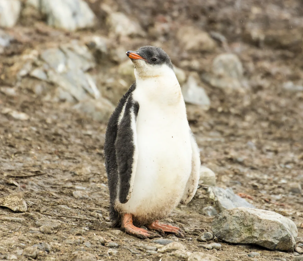 Gentoo penguin at Hannah Point, Livingston Island