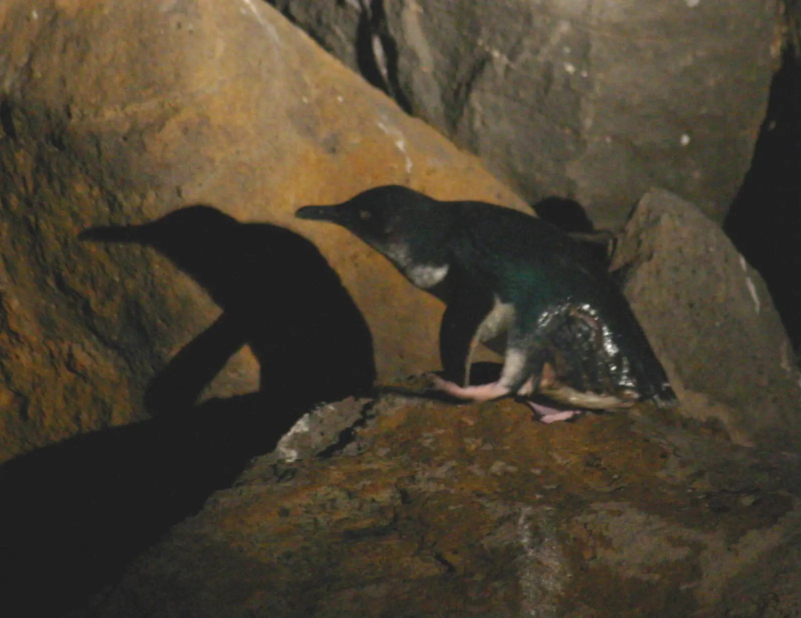Little penguin climbing the breakwater at night