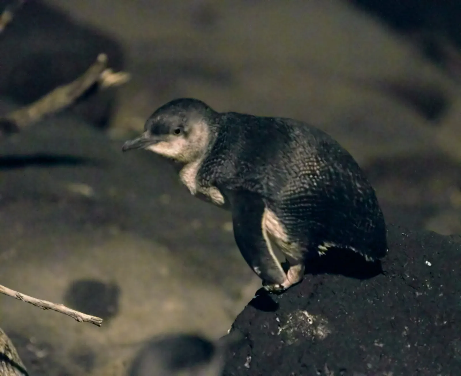 Little penguin on the St Kilda breakwater at night